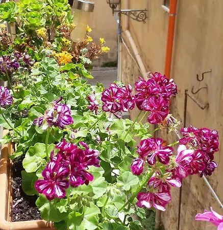 Zagarellai Kalsa Fast Wi-fi * باليرمو